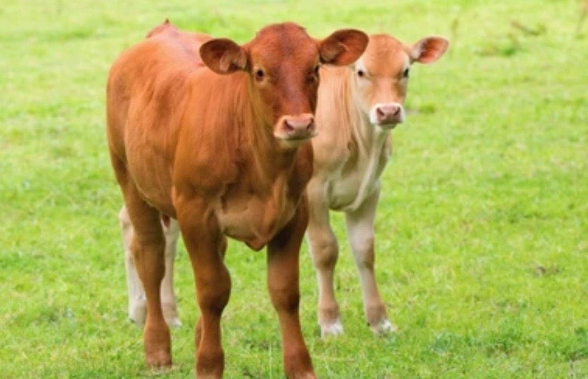 NAIT Tag Reader | Trusted by 5000 Farmers
